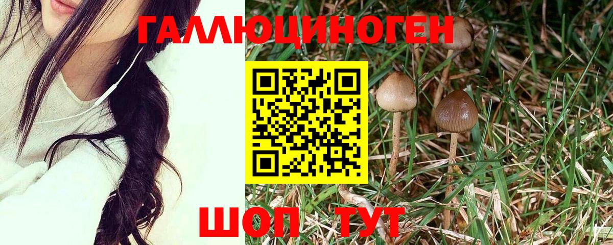 Псилоцибиновые грибы Psilocybine cubensis Набережные Челны